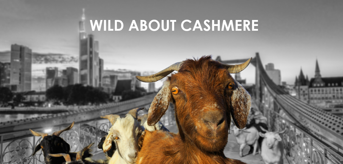 Wild about Cashmere